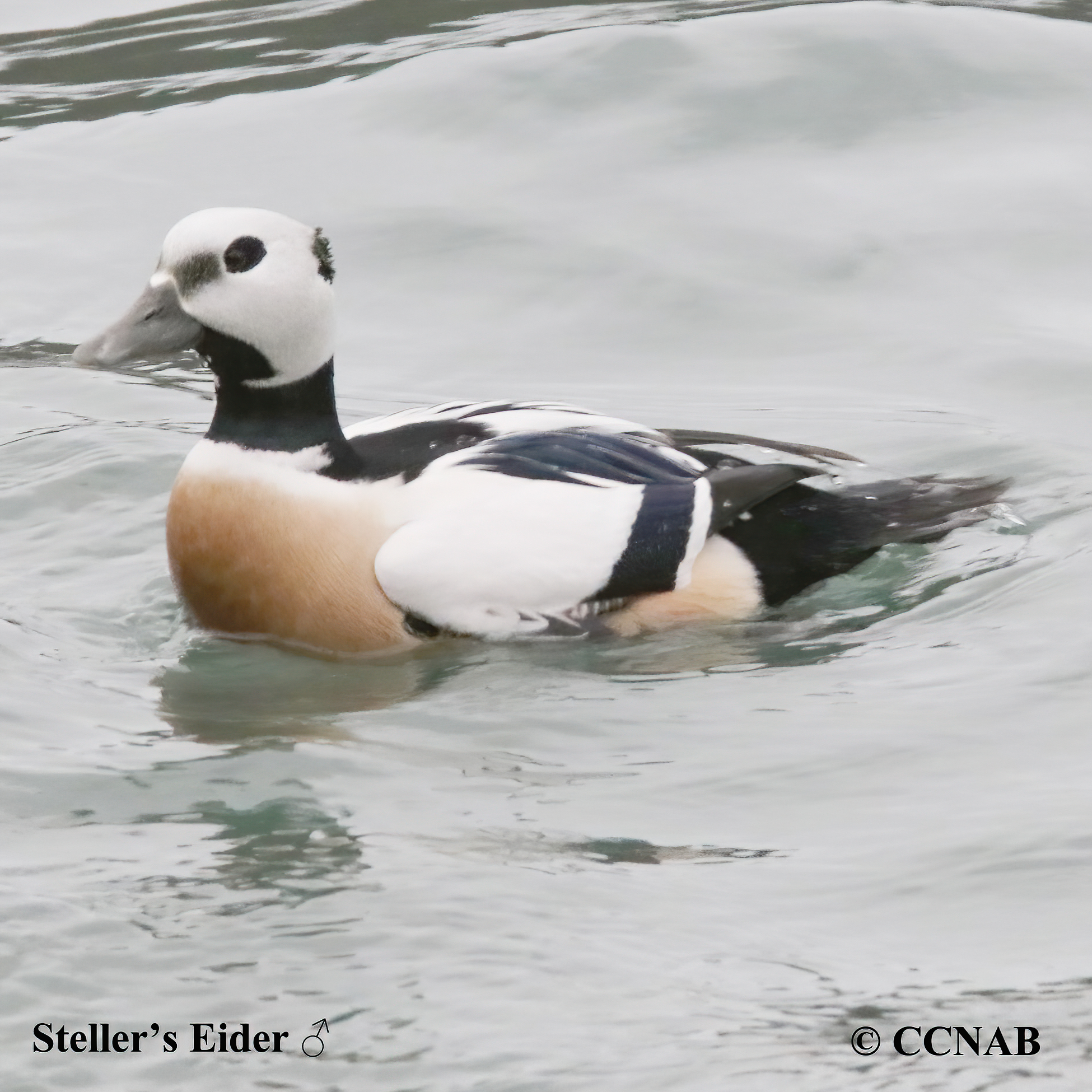 Birds of North America