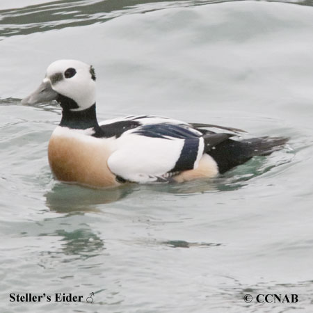 Steller's Eider