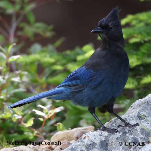 Steller's Jay (Coastal) (Cyanocitta stelleri carbonacea) - North ...