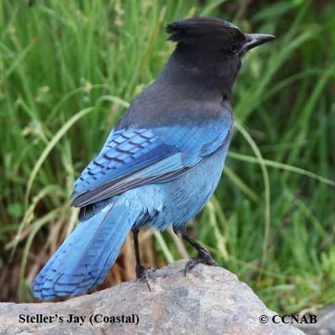 Steller's Jay (Coastal)