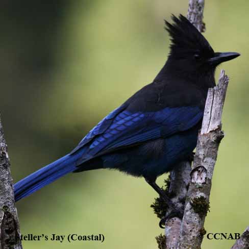 Steller's Jay