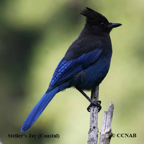 Steller's Jay (Coastal)