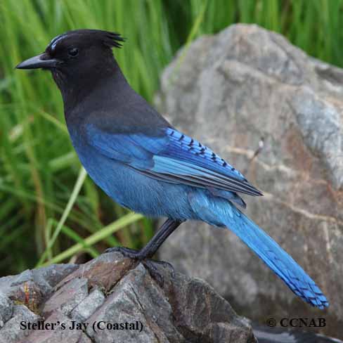 Birds of North America