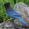 Steller's Jay (Coastal) range map