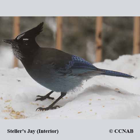 Steller's Jay (Interior)