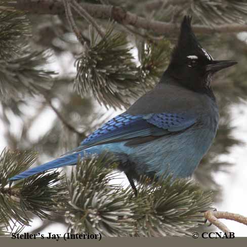 Steller's Jay (Interior) (Cyanocitta stelleri diademata) - North ...