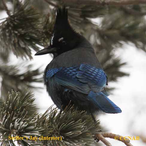 Birds of North America
