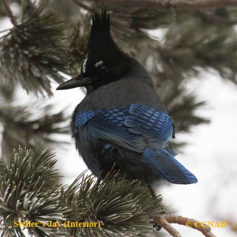 Steller's Jay (Interior)