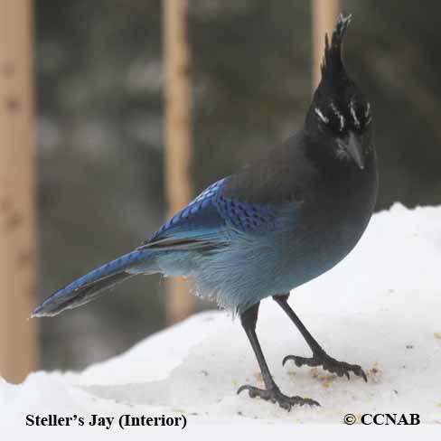 Steller's Jay (Interior)