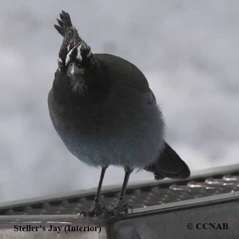 Steller's Jay (Interior)