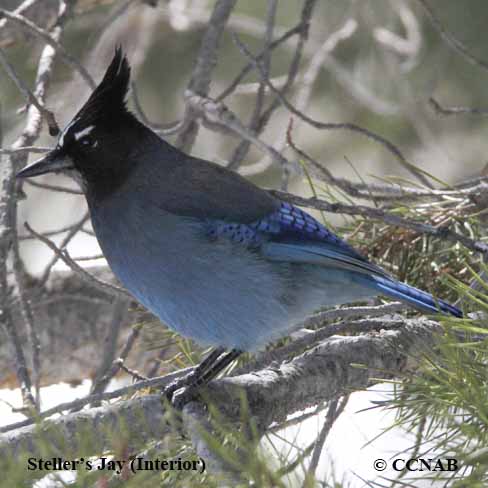 Birds of North America