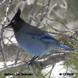 Steller's Jay (Interior) range map