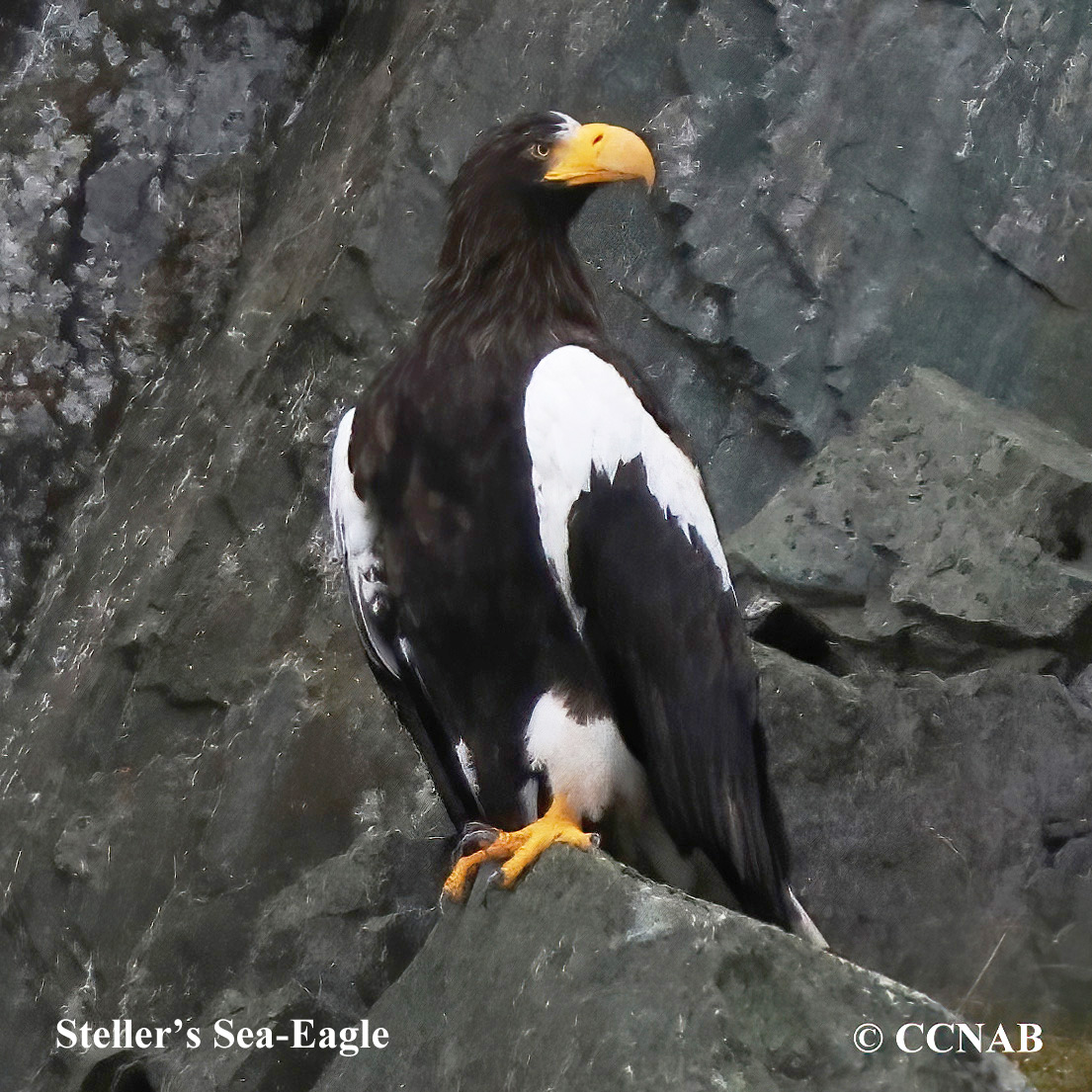 Steller's Sea Eagle (Haliaeetus pelagicus) - North American Birds - Birds of North America