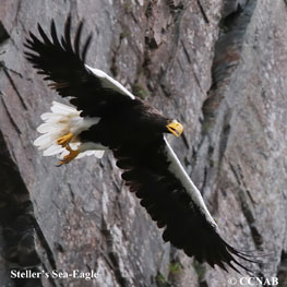 Steller's Sea-Eagle range map