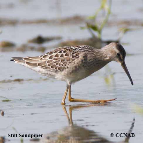 Stilt Sandpiper