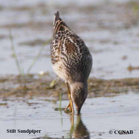 Stilt Sandpiper