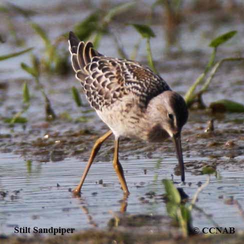 Stilt Sandpiper