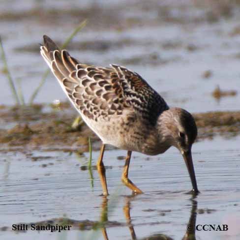 Stilt Sandpiper