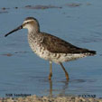 Stilt Sandpiper range map