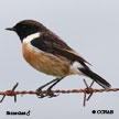 Stonechat