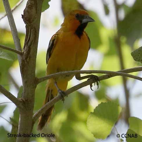 Streak-backed Oriole