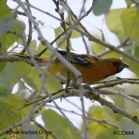 Streak-backed Oriole