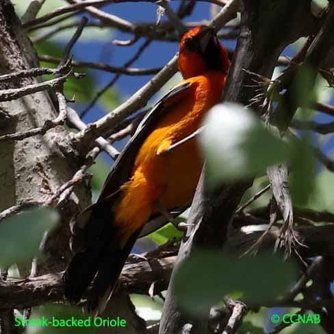 Streak-backed Oriole