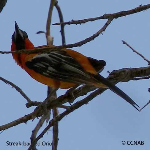 Streak-backed Oriole