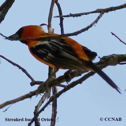 Birds of North America