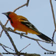 Streak-backed Oriole range map