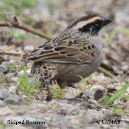 Striped Sparrow