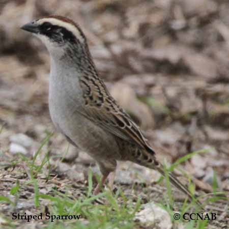 Striped Sparrow