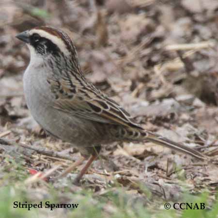 Birds of North America