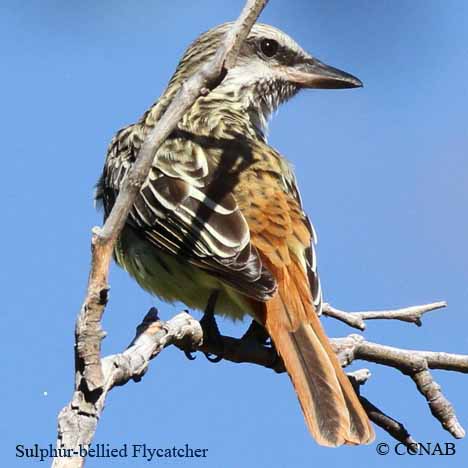 Sulphur-bellied Flycatcher