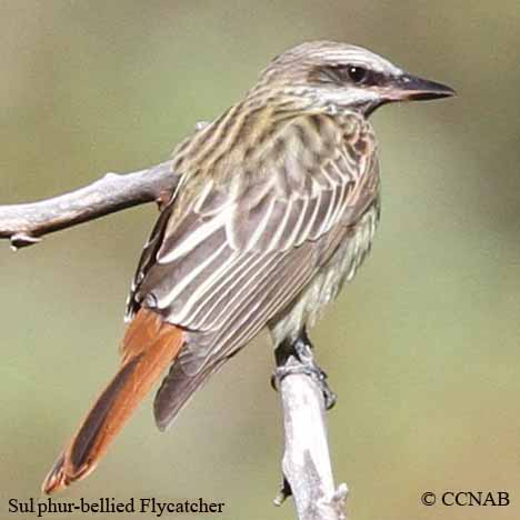 Sulphur-bellied Flycatcher