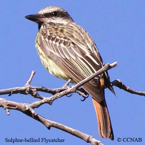 Sulphur-bellied Flycatcher