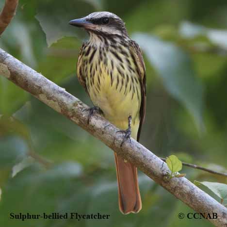 Sulphur-bellied Flycatcher