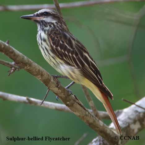 Sulphur-bellied Flycatcher