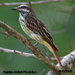 Sulphur-bellied Flycatcher