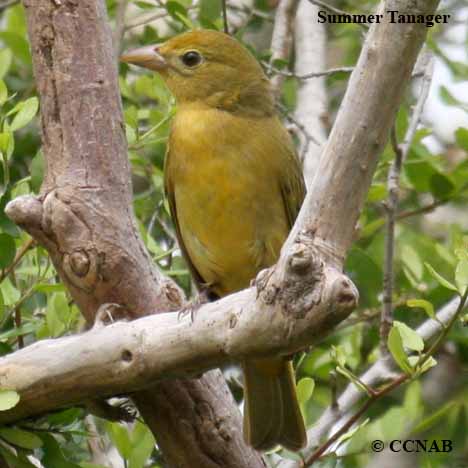 Summer Tanager