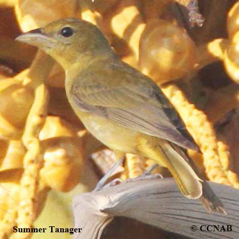 Summer Tanager