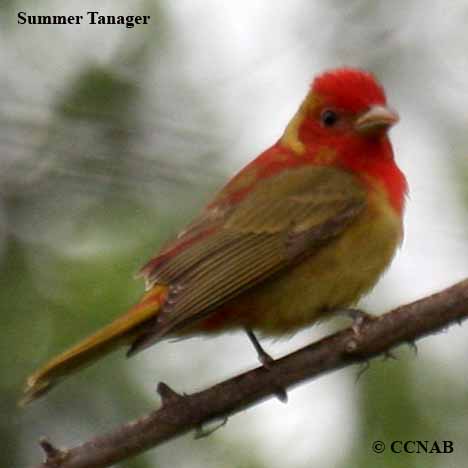 Summer Tanager