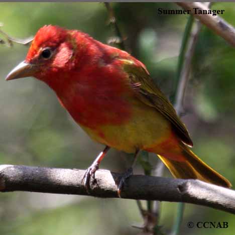 Summer Tanager