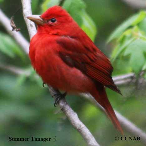 Birds of North America