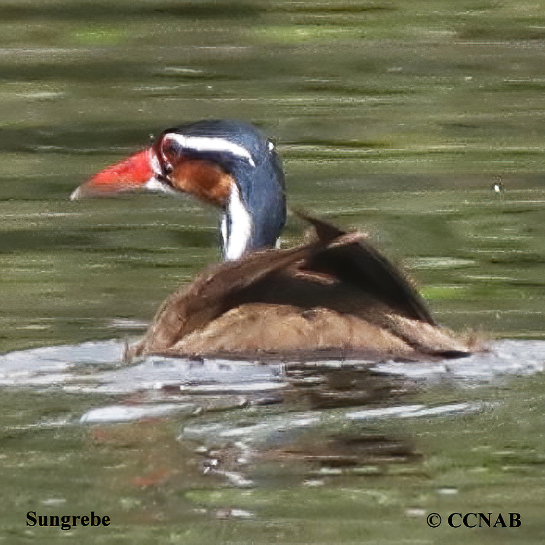 Sungrebe