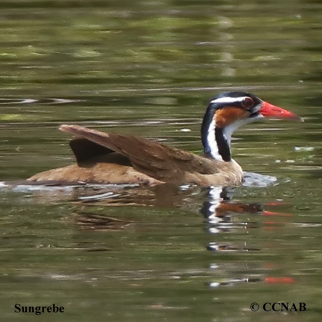 Sungrebe