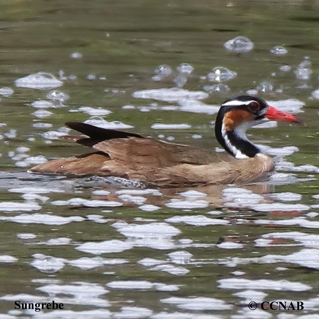 Sungrebe