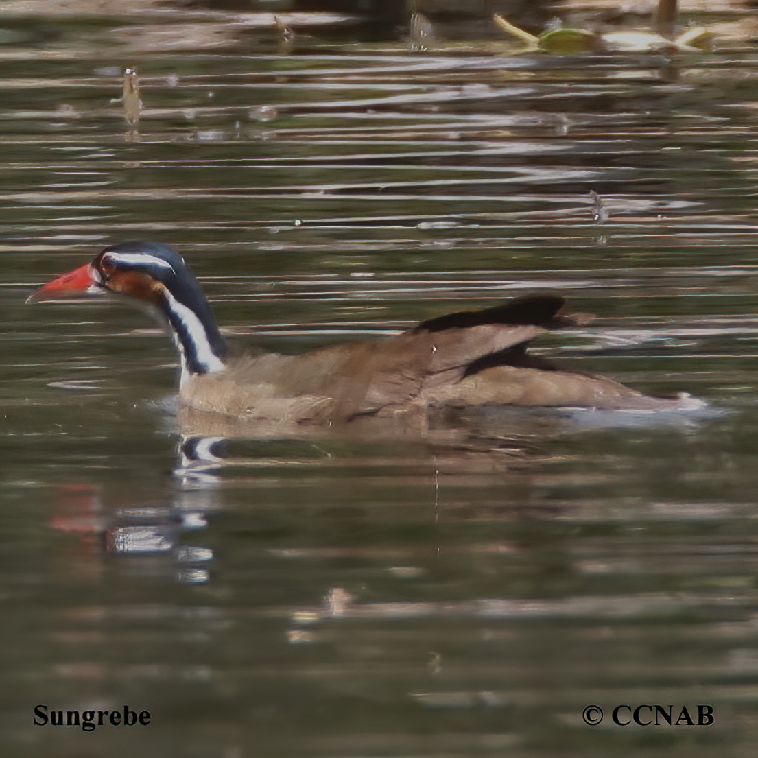 Birds of North America