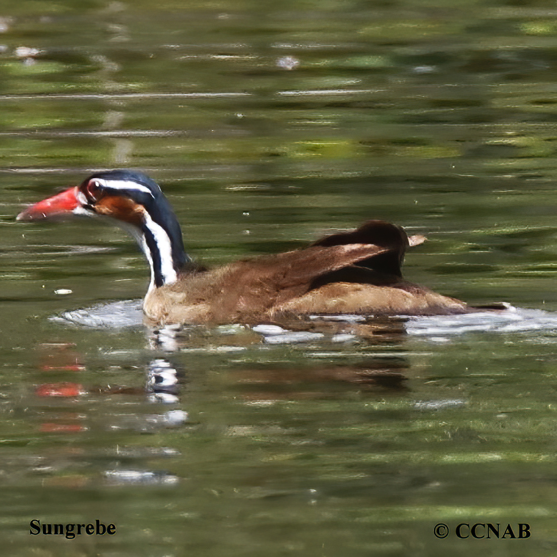 Sungrebe