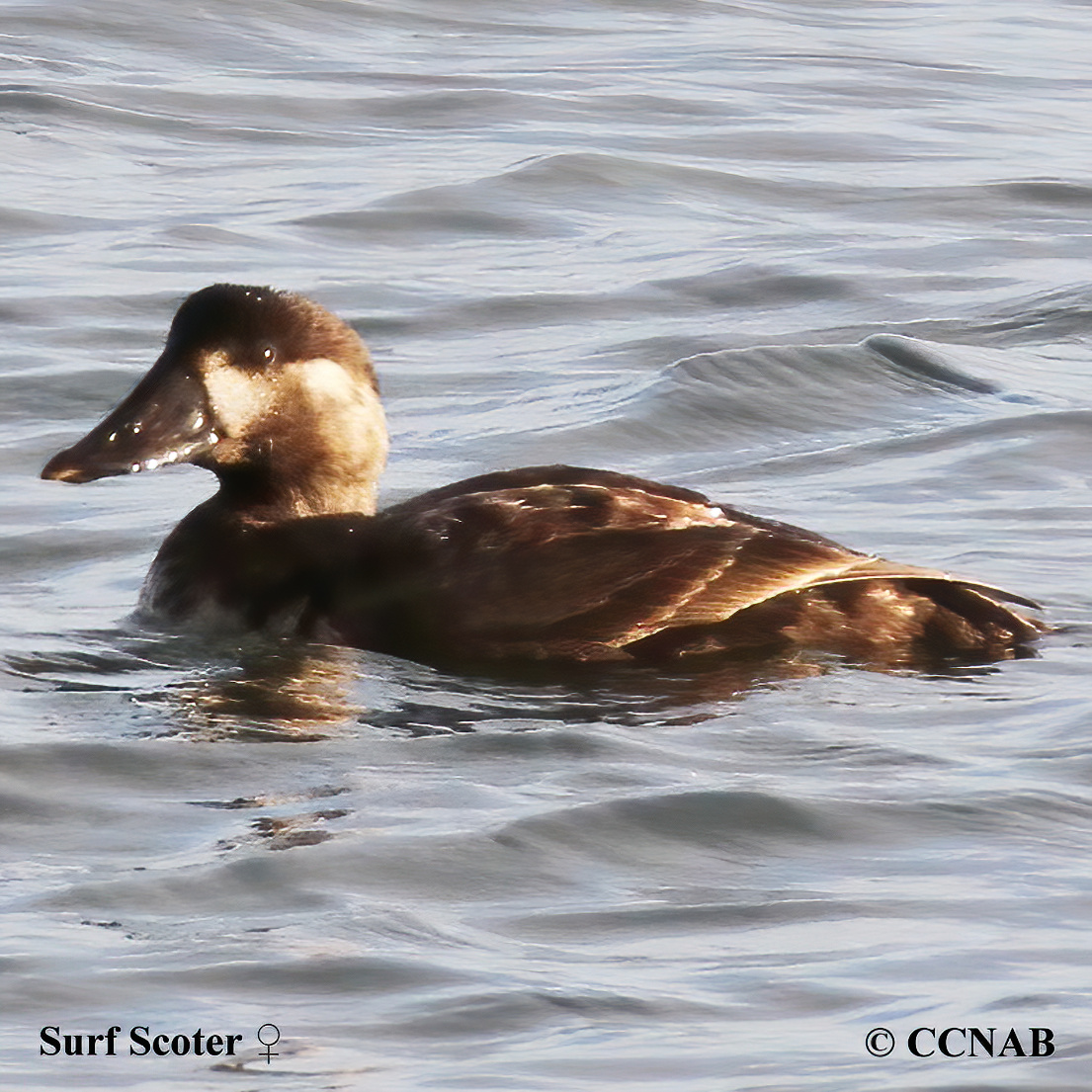 Surf Scoter